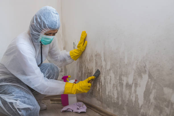Trusted Muscle Shoals, AL Mold Remediation Experts