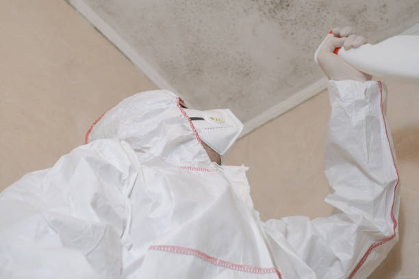 Best Post-Flood Mold Remediation in Muscle Shos, AL