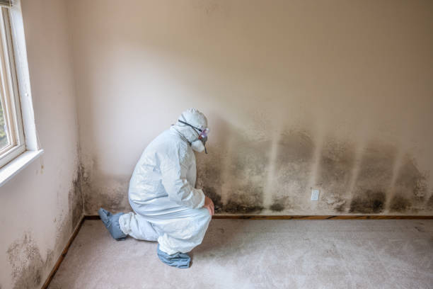 Best Emergency Mold Remediation in Muscle Shos, AL